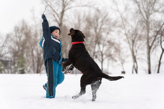 CINCO CONSEJOS DE INVIERNO PARA MASCOTAS