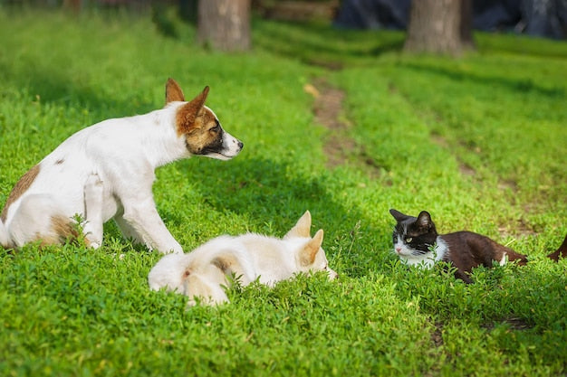 DIVERTIDAS ACTIVIDADES AL AIRE LIBRE CON TU PERRO