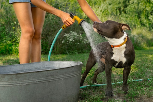 Baño de su perro activo al aire libre: ¿Con qué frecuencia debería hacerlo?