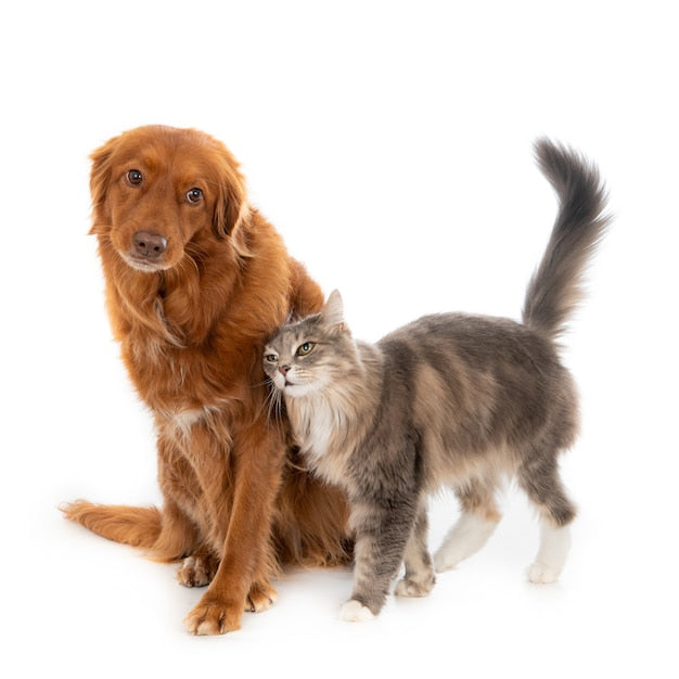 Despídete de las garrapatas: Cómo proteger a tus mascotas