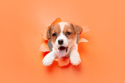 NUTRICIÓN Y EJERCICIO ADECUADOS PARA CACHORROS